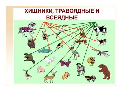 Хищные всеядные