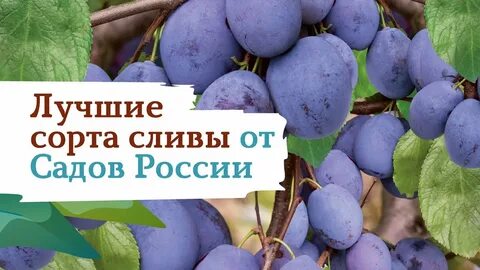 Уральский чернослив морозостойкость