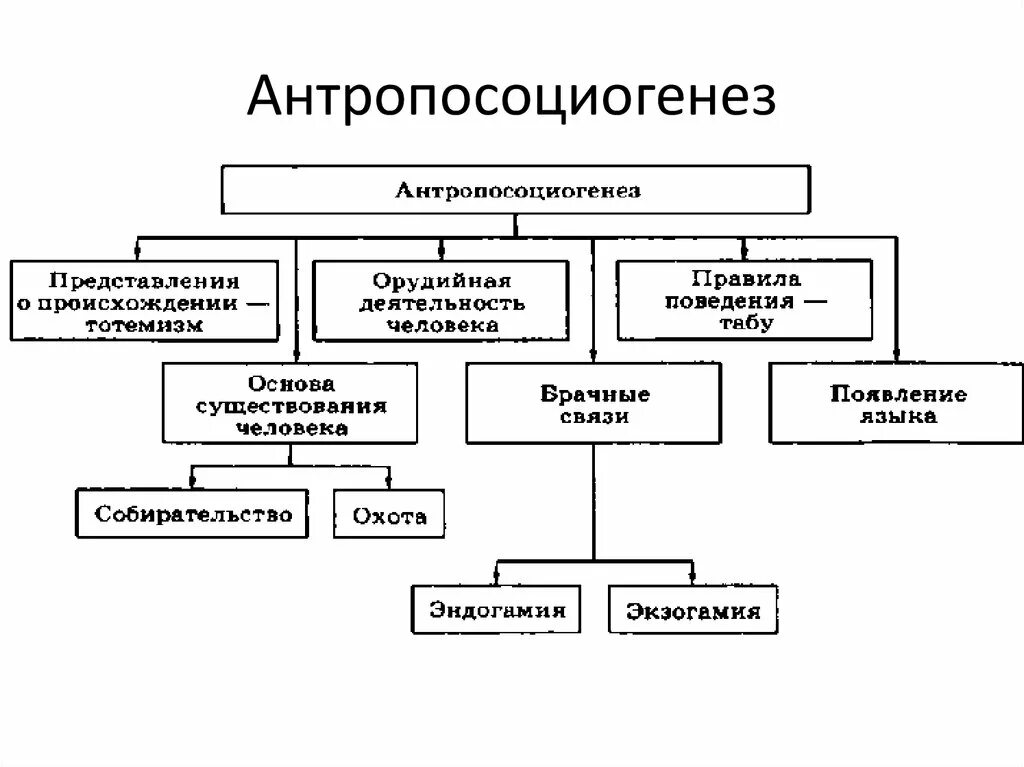 Основные этапы антропосоциогенеза таблица. Составьте схему антропосоциогенеза. Сущность антропосоциогенеза в философии. Схема факторы антропосоциогенеза. Факторы генезиса