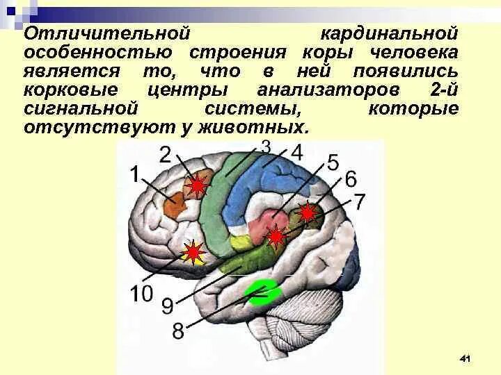 Центры анализаторов в коре головного мозга. Корковые центры 1 сигнальной системы. Анализаторы 1 и 2 сигнальных систем коры. Корковые концы анализаторов головного мозга. Локализация ядер анализаторов в коре головного мозга.