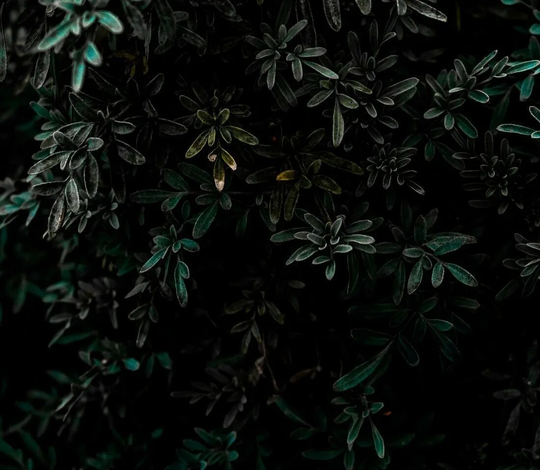 Темные листья. Цветы изумрудного цвета. Красивые листья темные. Красивые листья растений. Темно зеленые листья.
