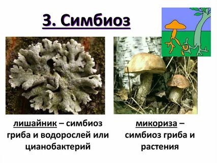Симбиоз гриба пример