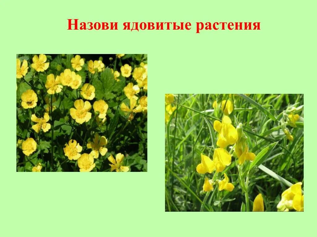 Ядовитые луговые растения. Ядовитый луговой. Ядовитые луговые растения. Лютик едкий и ядовитый. Лютик едкий лютиковые.