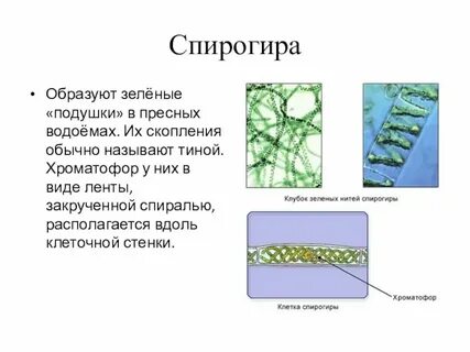 Спирогира вид водорослей