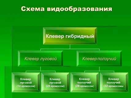 Видообразование биология 11 класс конспект урока