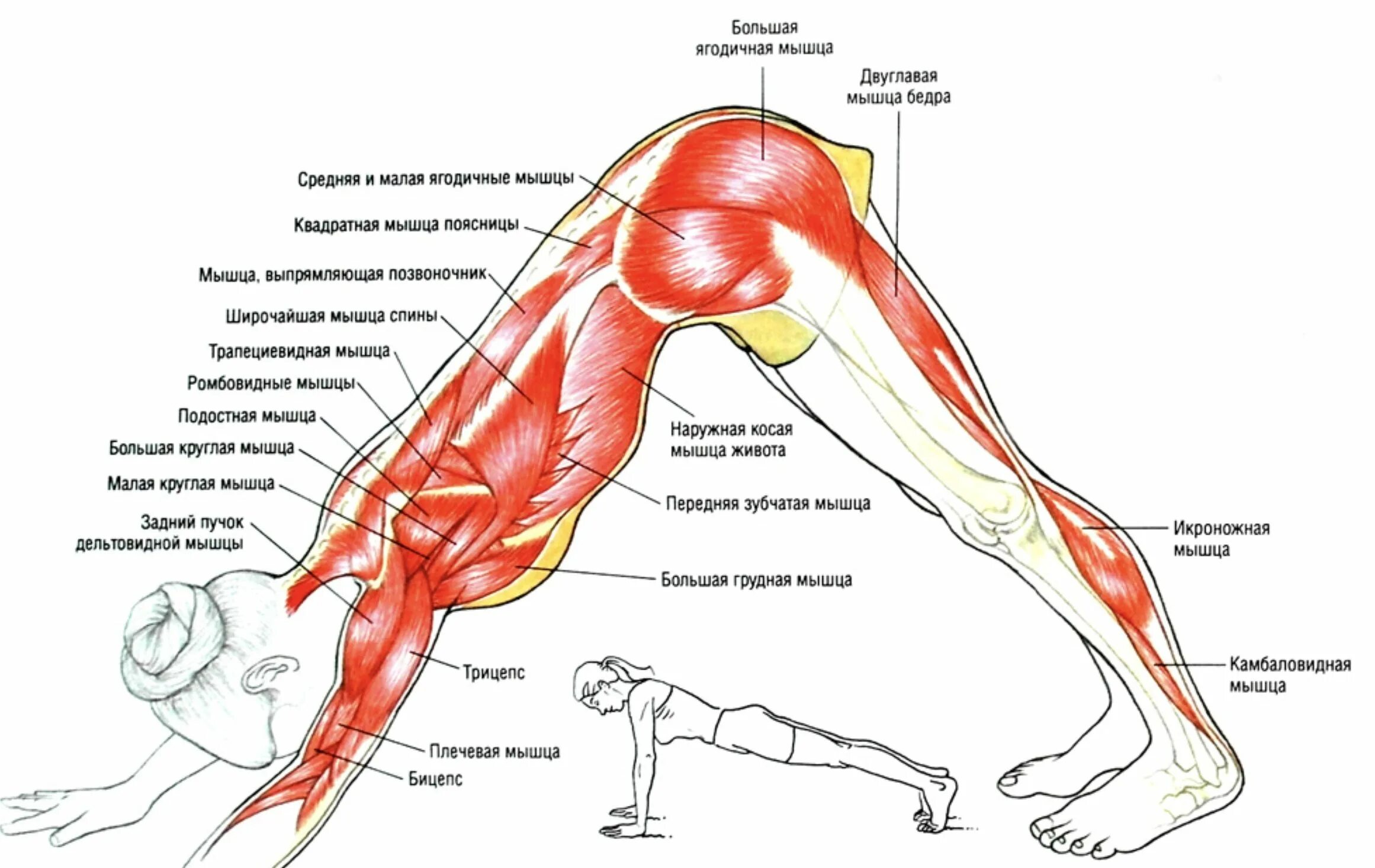Ноги и мышцы все время. Мышцы разгибатели тазобедренного сустава. Мышцы разгибающие поясницу. Растяжка мышц-разгибателей спины. Растяжка квадратной мышцы поясницы.