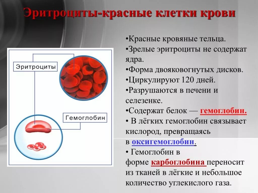 Какого размера кровь. Эритроциты разрушаются в. Клетки крови гемоглобин. Эритроциты содержат. Эритроциты в крови разрушаются в.