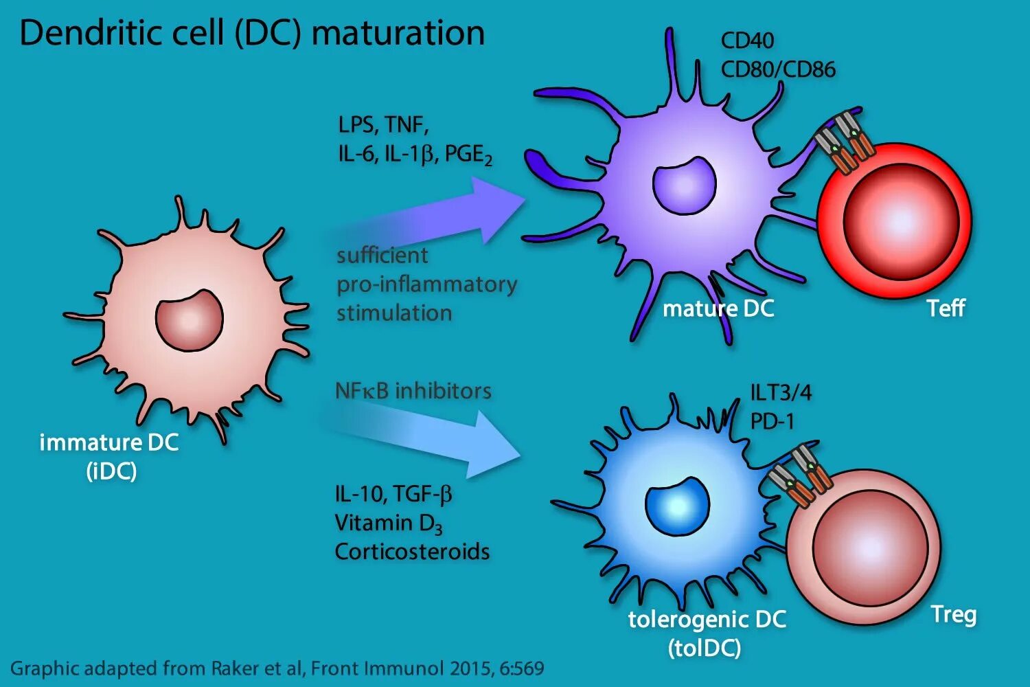 Дендритные клетки иммунология. Рецепторы дендритных клеток иммунология. Маркеры дендритных клеток. Незрелые дендритные клетки иммунология. Роль макрофагов