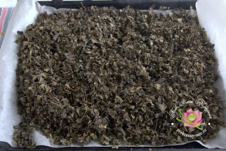 Сушеные травы. Ферментация земляничных листьев для чая. Ферментация листьев земляники. Ферментация листьев земляники. Земляника лесная листья.