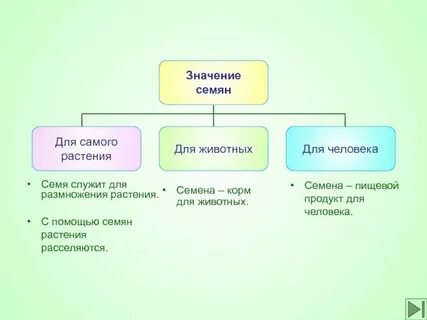 Значение семян в жизни растений