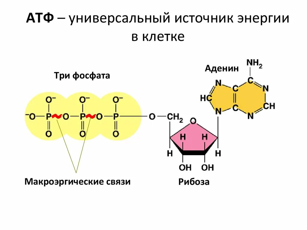 Универсальный атф. Макроэргические связи в молекуле АТФ. Строение АТФ макроэргические связи. Схема строения АТФ макроэргические связи.