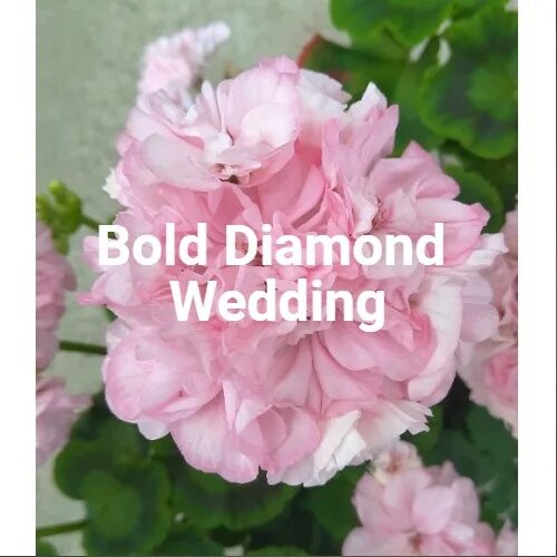 Diamond пеларгонии. Пеларгония болд диамонд. болд даймонд веддинг пеларгония. герань болд диамонд веддинг. пеларгония bold diamond wedding.