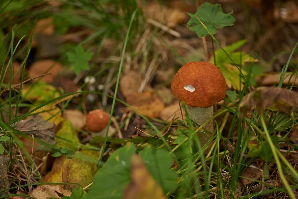 лес с грибами рядом. грибная поляна белых белых грибов. осенняя поляна с грибами. белый гриб еловый боровик. грибы возле дерева.