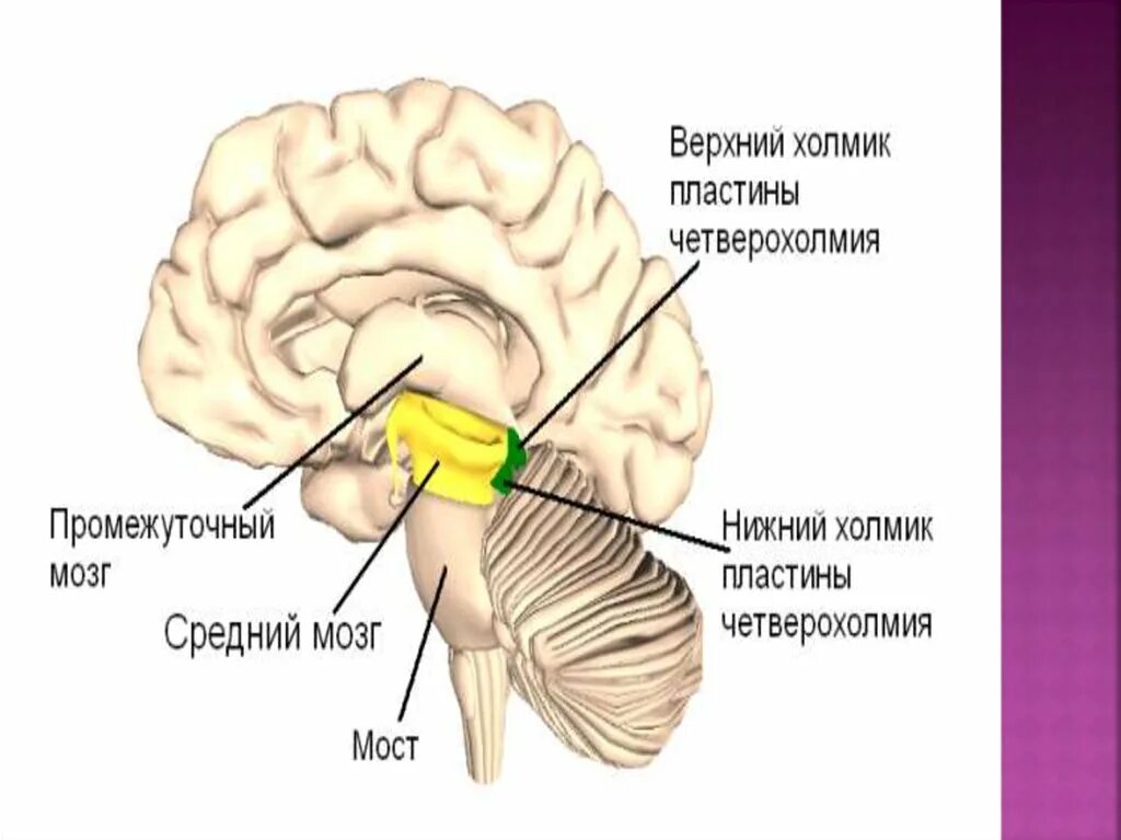 Бугры четверохолмия среднего мозга. Средний мозг верхний Нижний холмик. Средний мозг пластинка четверохолмия. Нижние холмики среднего мозга.