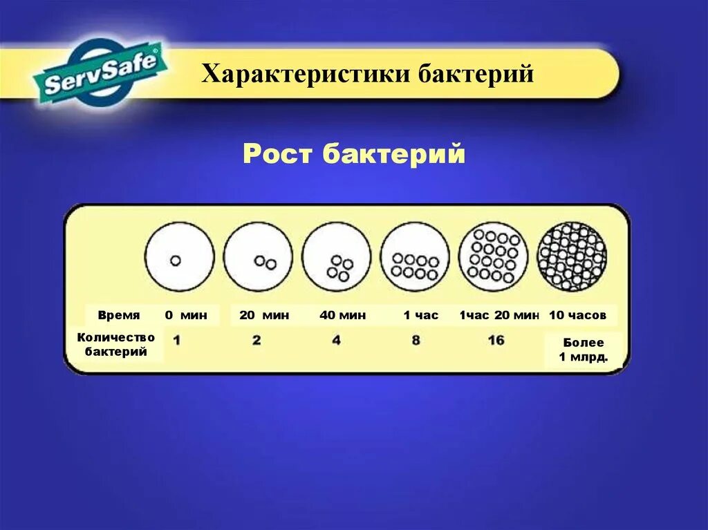 Условия роста бактерий. Рост бактерий. Скорость роста бактерий. Фазы роста микроорганизмов.