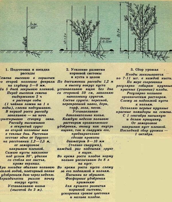 Температура почвы для посадки картофеля. Схема подвязки помидоров. Температура грунта для посадки. Температура грунта для посадки томатов в открытый грунт. Картофель температура почвы.