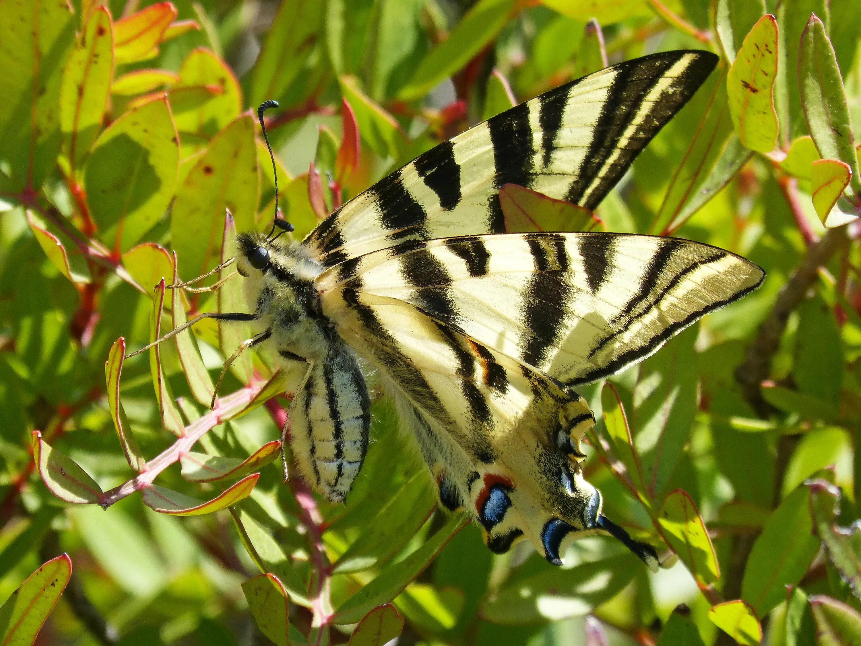 File:Scarce Swallowtail Butterfly.jpg - Wikimedia Commons