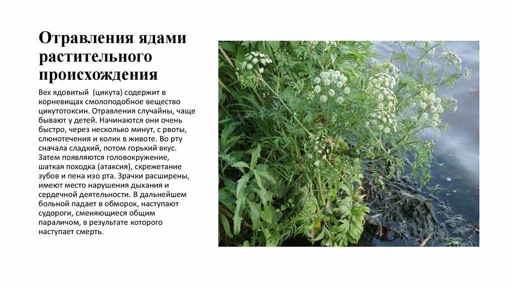 Растительный яд содержащий