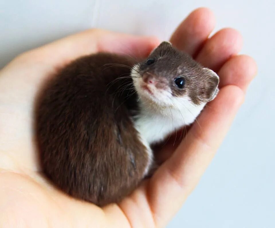 Ласка (Mustela nivalis). Ласка домашняя. Маленький коричневый зверек. Аска в домашнем. Купить живого животного