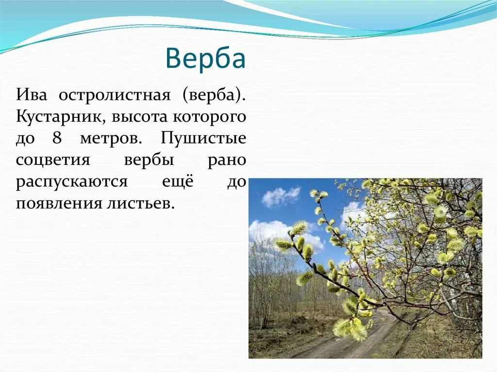 Дерево верба фото и описание. Ива остролистная Верба. Кустарник Ива Верба. Верба дерево описание. Куст вербы.