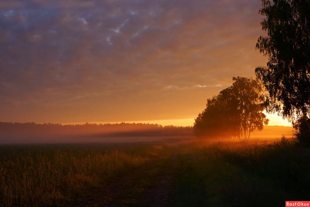 береза в лучах солнца. утро 14 октября. октябрьское утро на реке. #природакурскогокрая. осенний пейзаж туман.