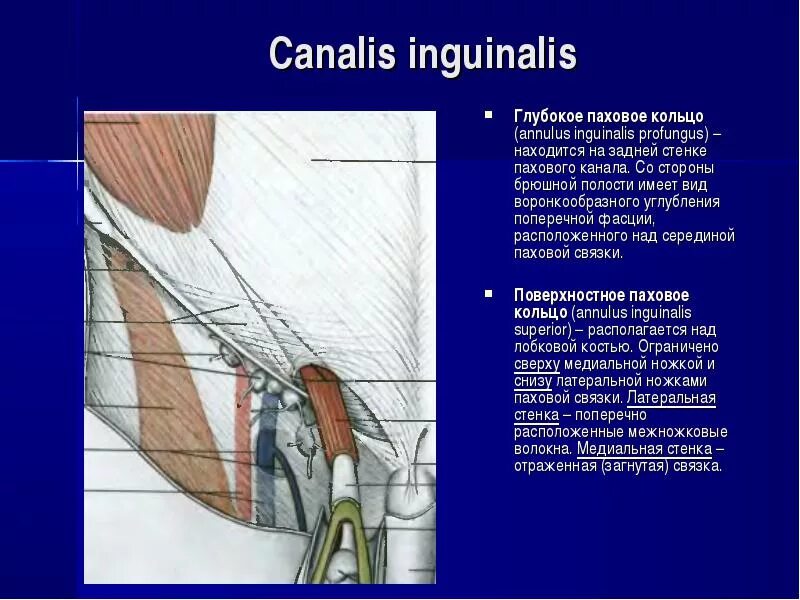 Паховая складка у мужчин. Поверхностное паховое кольцо (anulus inguinalis superficialis) образовано:. Глубокое паховое кольцо топографическая анатомия. Поверхностное паховое кольцо проекция.