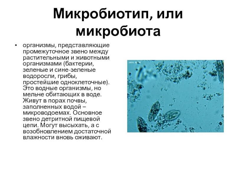 Список представленных организмов организмы