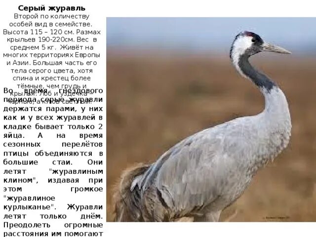 Курлычащие или курлычущие. Серый журавль красная книга. курлыканье журавлей. курлычущие журавли.