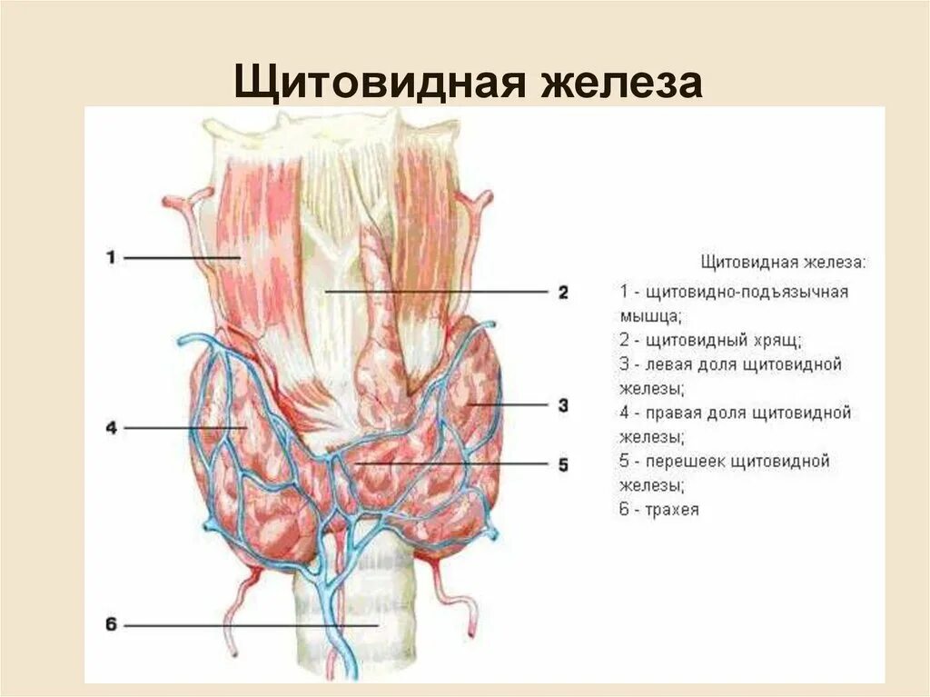 Щитовидная железа топография строение. Кровеносная система щитовидной железы. Щитовидная железа строение анатомия. Строение перешейка щитовидной железы. Типография щитовидной железы.