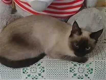 Персидские котята юла. Сибирская черепаховая кошка. Котята продаются за 100 рублей. Авито кошки ставропольский. Авито кошки ставропольский.