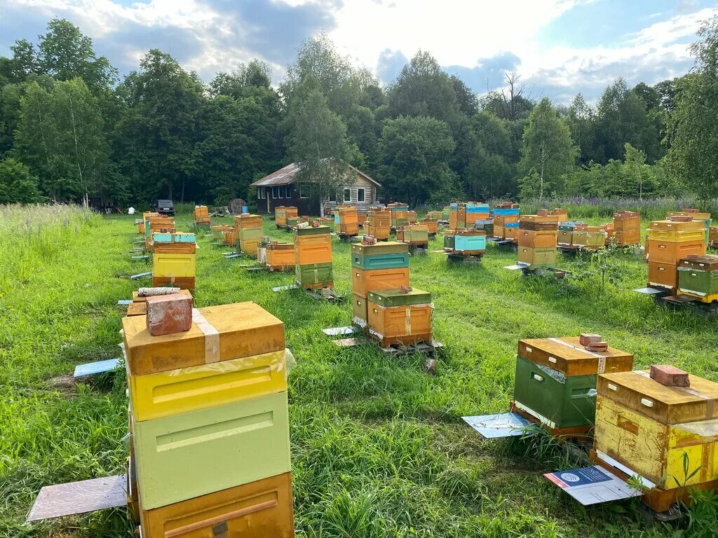 Пасека в чувашии. Паспеков денис иванович минсельхоз. Пчеловодство горный алтай. Пчеловодство в чувашии. Пасека в чувашии.
