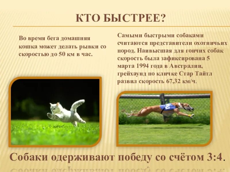 С какой скоростью бежит собака