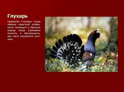 Брачная поляна глухарей 8 букв сканворд