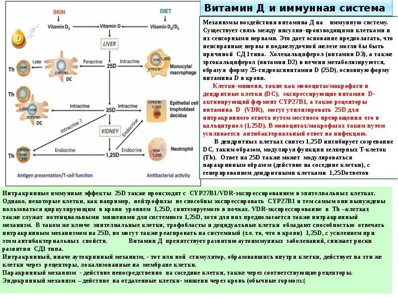 Реакция на витамин д