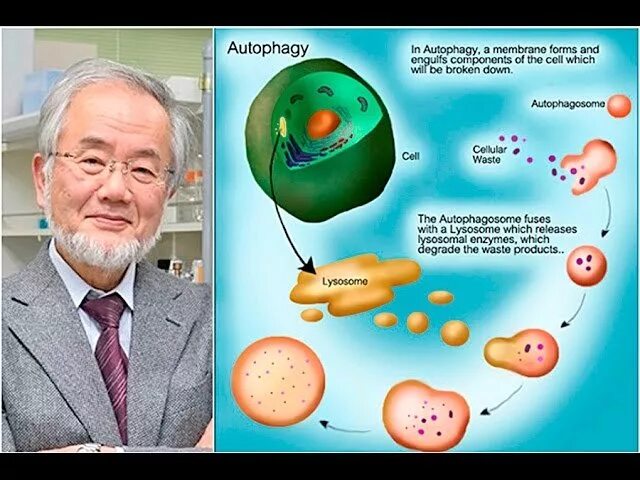 Аутофагия Нобелевская премия. Аутофагия Ёсинори Осуми. Голодание аутофагия. Аутофагия клетки. Голод клеток