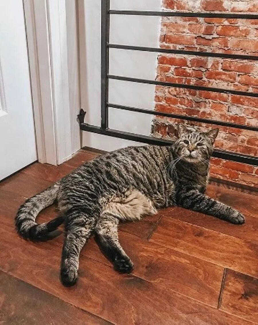 Кот гигант. Кот великан. гигантские коты. огромный кот. гигантский котик в доме.
