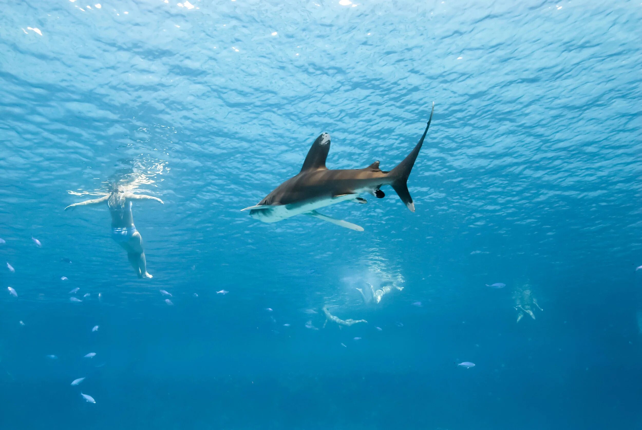 акулы в шарм эль шейхе 2024