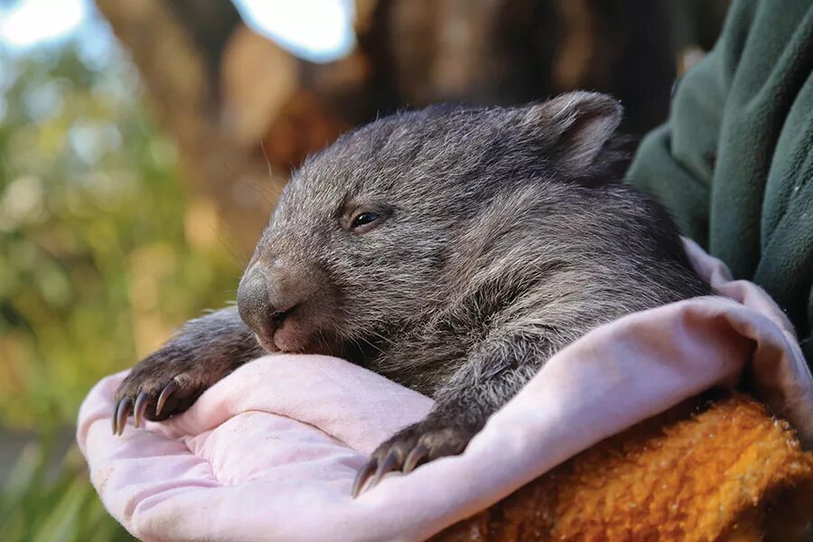 Wombat перевод. Северный шерстоносый вомбат. Австралийский вомбат. Вомбат в норе. Короткошёрстный вомбат.