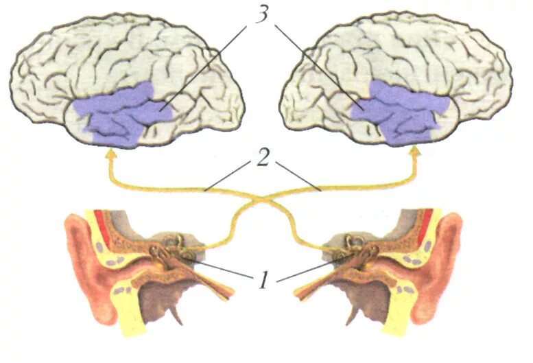 Слуховой нерв в мозге. Рис 87 слуховой анализатор. Строение слухового анализатора с коры. Центральный отдел слухового анализатора. Центральный отдел слухового анализатора структура.