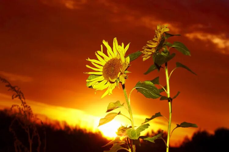 Илиотропион подсолнух. Восточный казахстан поля подсолнухов. Отвергнутые подсолнухи. Подсолнухи поворачиваются к солнцу. Подсолнух и солнце.