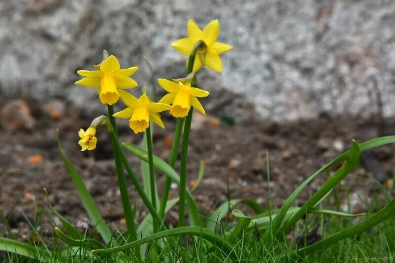 Нарциссы в апреле. Нарциссы краснодар. апрель нарциссы. первые нарциссы. нарцисс калининград.