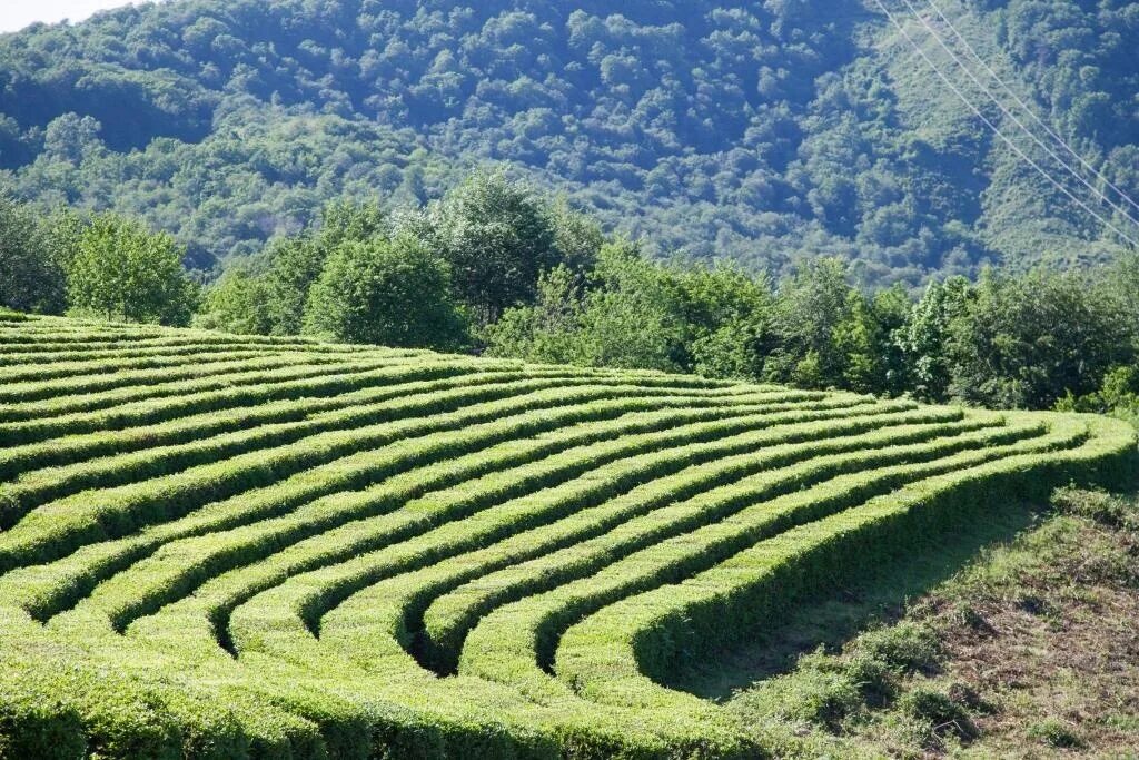 Виды плантаций. Чайные плантации Сочи Мацеста. Чайные плантации Мацеста чай. Мацеста чай плантации. Чайные плантации Дагомыс.