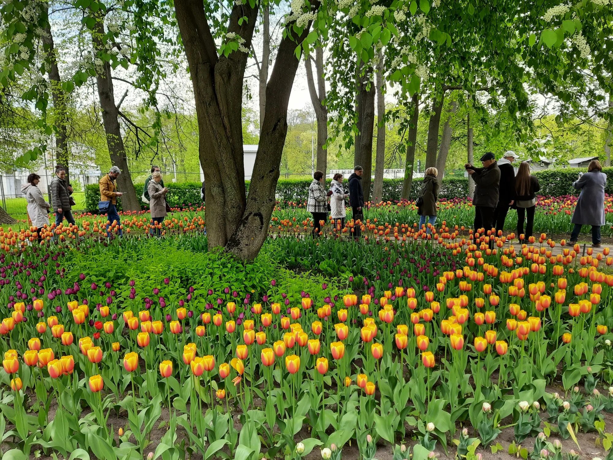 Вечный огонь стихотворение. В тихом парке расцвели тюльпаны. Стихотворение про вечный огонь для детей. Стих над могилой в тихом парке. Вечный огонь над могилой в тихом парке.