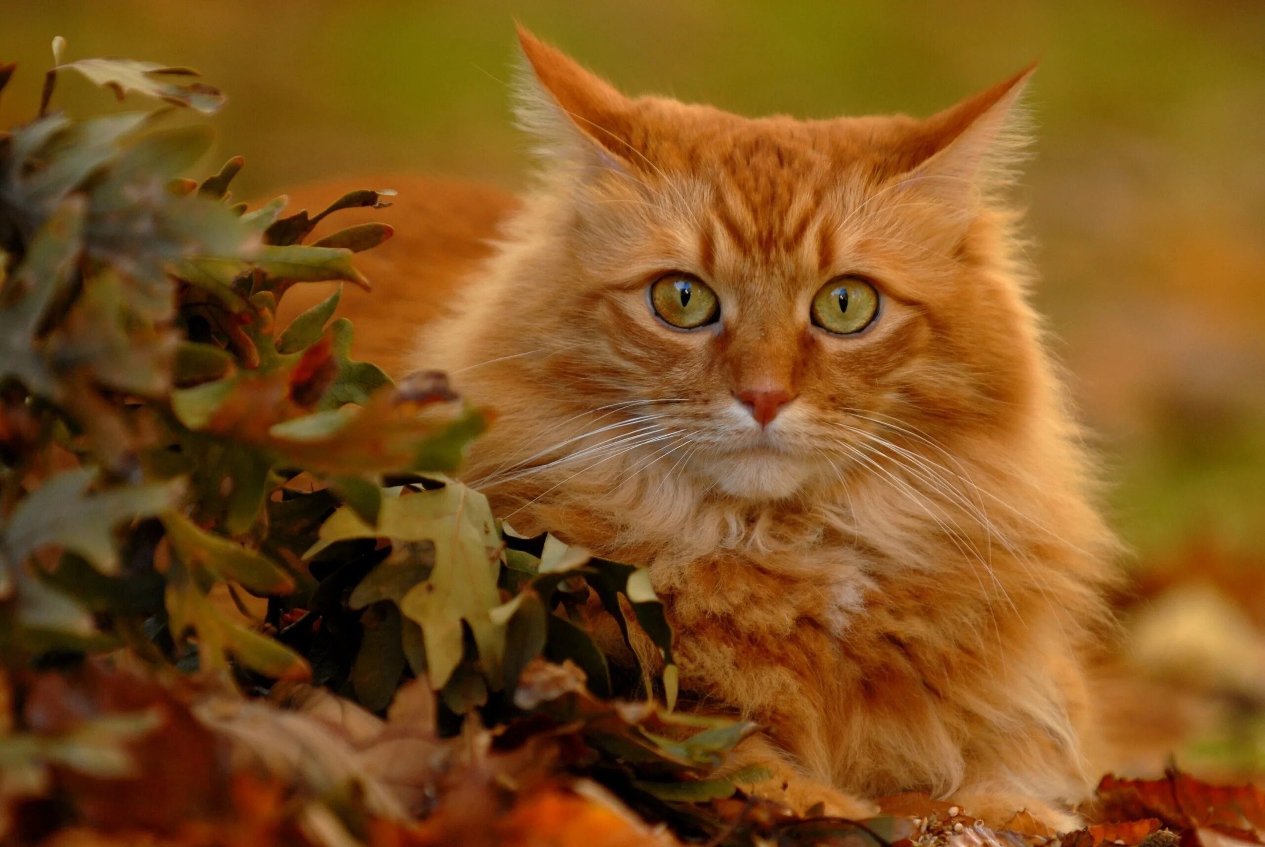 Лучшие качества кошки. Рыжий кот геймс. Рыжая кошка. Осенний кот. Кот пушистый рыжий.