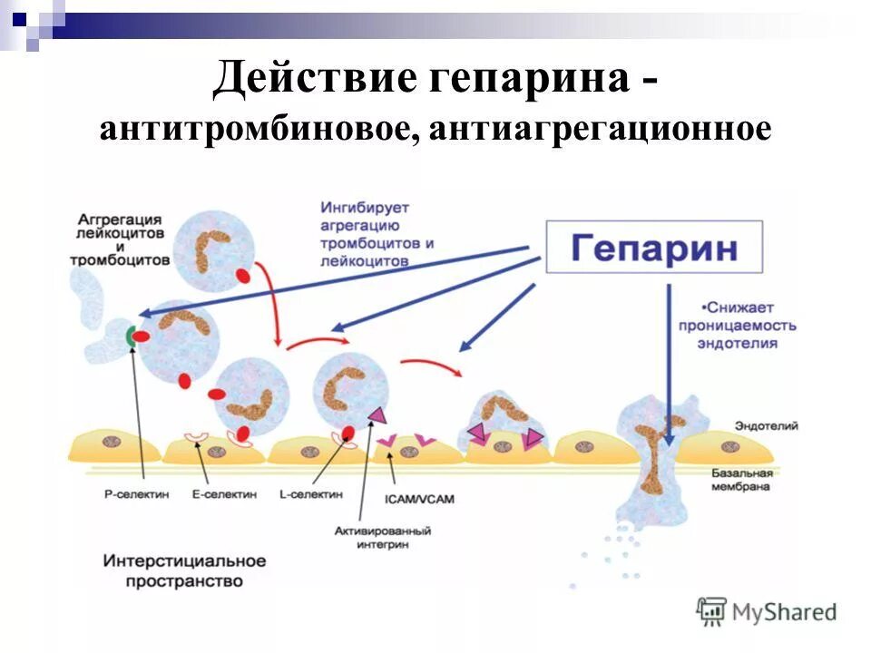Действие гепарина натрия. Фракционированный и нефракционированный гепарин. Гепарин натрия 5000 ме/мл. Действие гепарина натрия. Гепарин перед операцией схема.