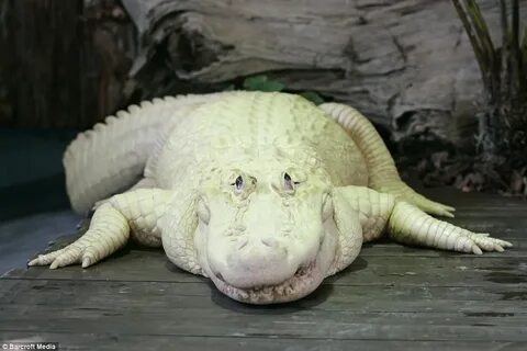 Синдромы животных