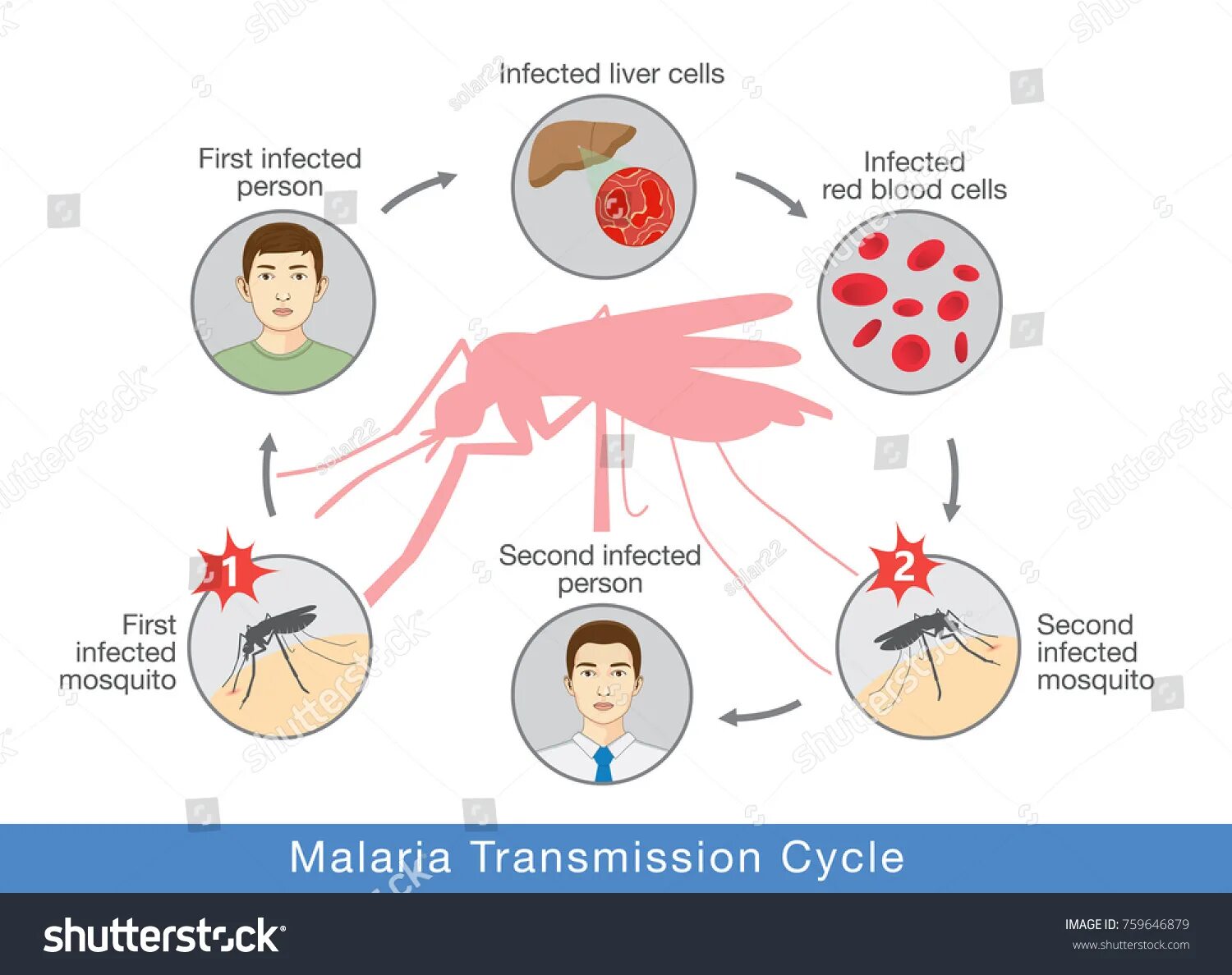 Как происходит заражение человека малярийным плазмодием. Механизм заражения малярией. Малярия механизм передачи инфекции. Механизм передачи малярийного плазмодия. Пути передачи при малярии.