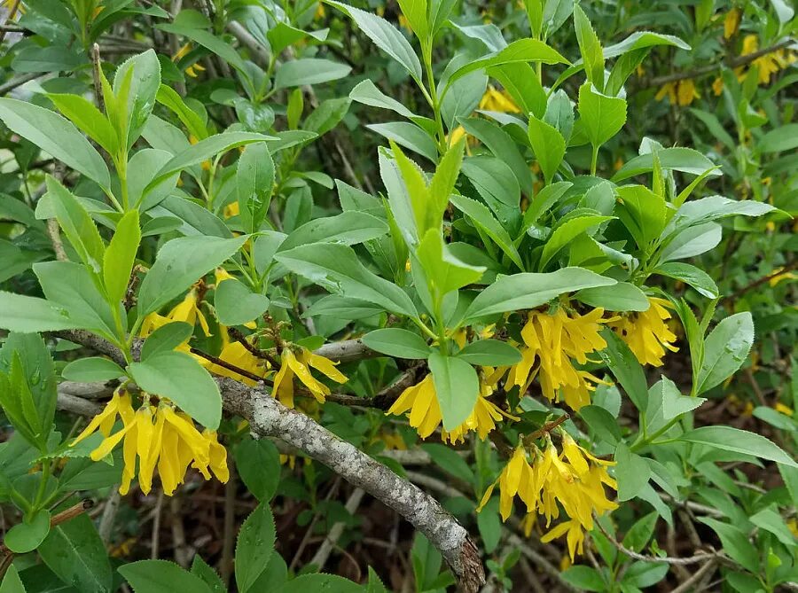 Цветок форзиция как выглядит Forsythia coastal Shrubs, Garden shrubs, Urban garden
