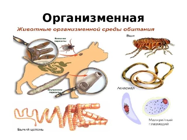 Организменная среда обитания обитатели. Организменная среда обитания приспособления. Организменная среда обитания примеры. Организменная среда обитания характеристика.