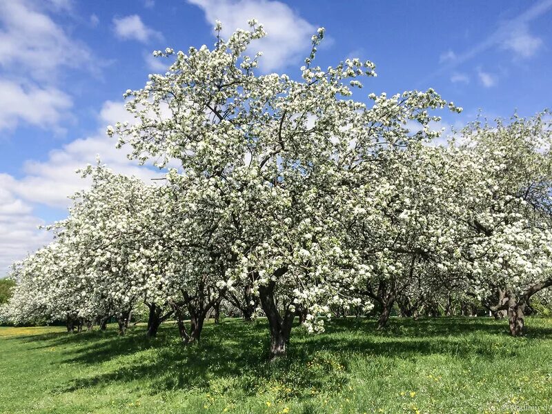 Яблоня сибирская цветение. Яблоневый цвет (malus domestica). Кембридж, ботанический сад. Яблонь цвет деревья. Яблоневый сад малоярославец.